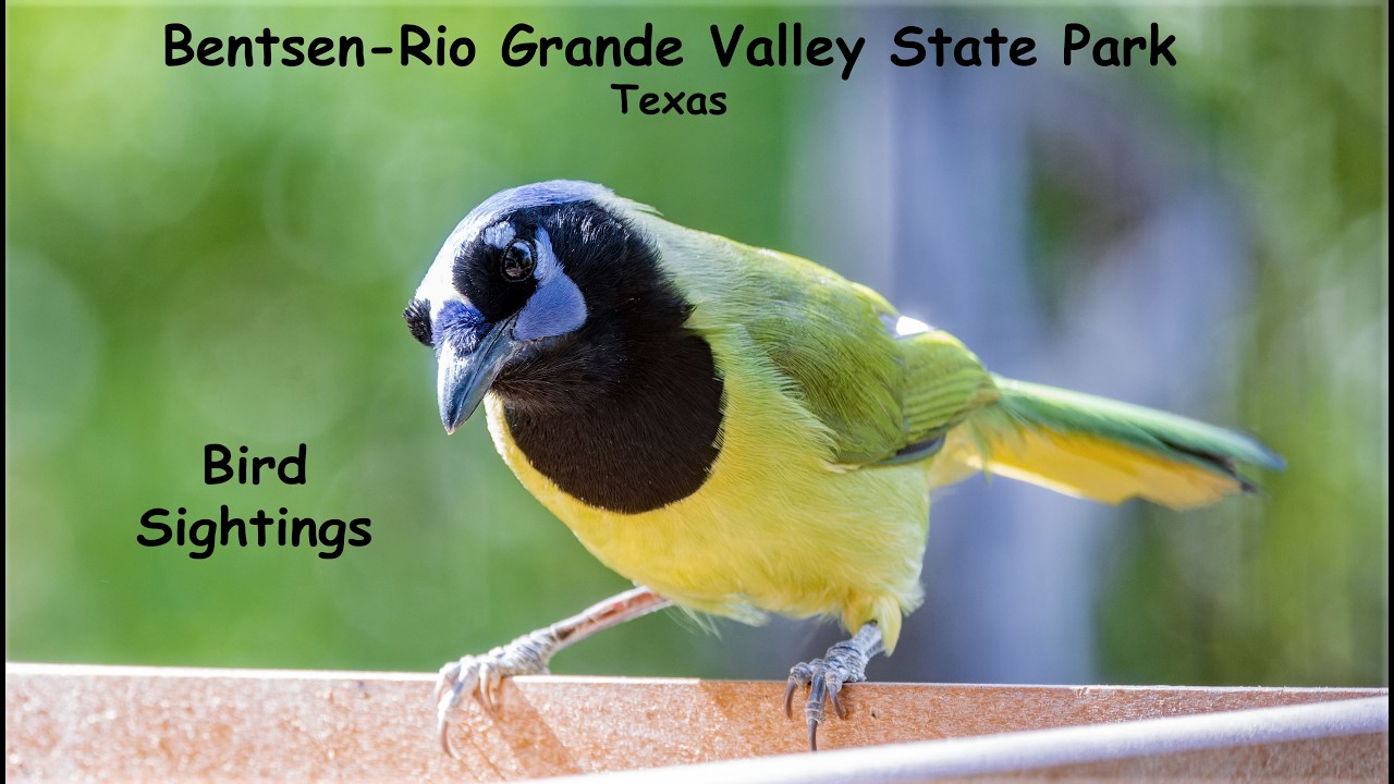 Bentsen-Rio Grande Valley State Park, TX - Bird Observations, fall 2025