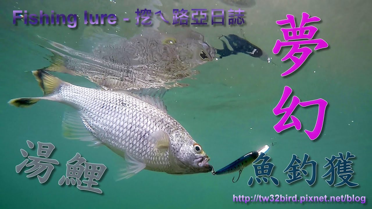2018/04 【花蓮】夢幻魚種釣獲(湯鯉、大口湯鯉 Kuhlia rupestris) Fishing lure / 渓流釣り in 花蓮溪