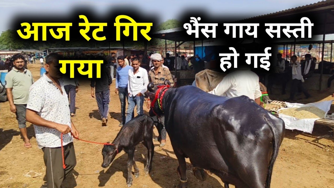 4 अप्रैल 2026 सबसे सस्ती पशु मंडी जयपुरJaipur hatwada | jaipur buffalo mandi | jaipur Pashu hatwada