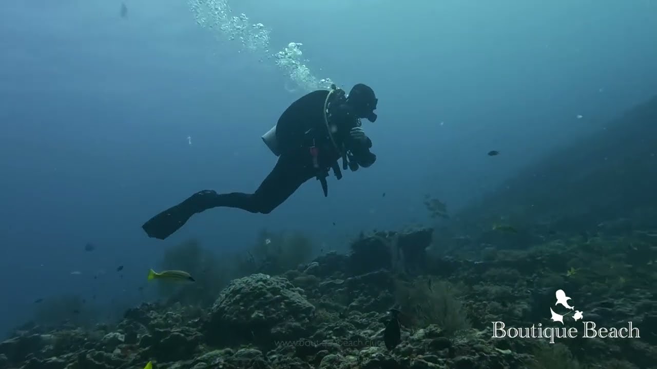 27.02.26 - Dives at Lux Beyru & Kudarah Thila near Dhigurah, South Ari - Maldives.