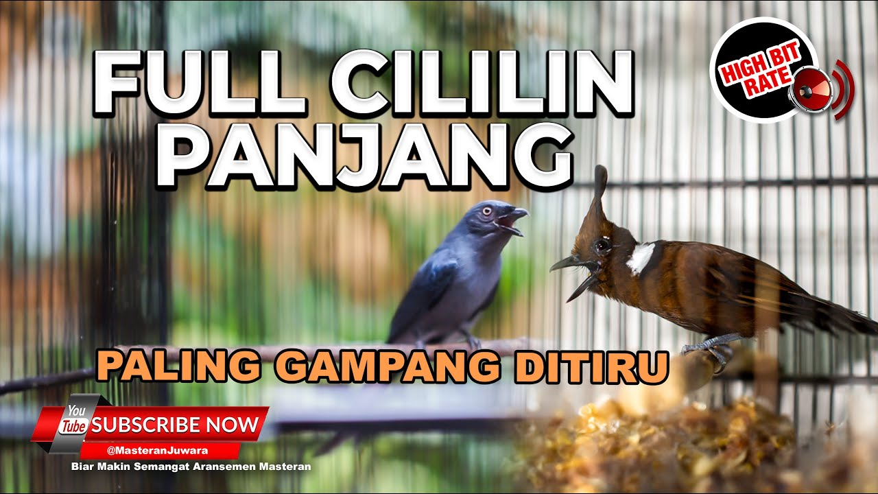 🔴Masteran Srigunting Abu-Abu Isian Cililin Full Tembakan Panjang