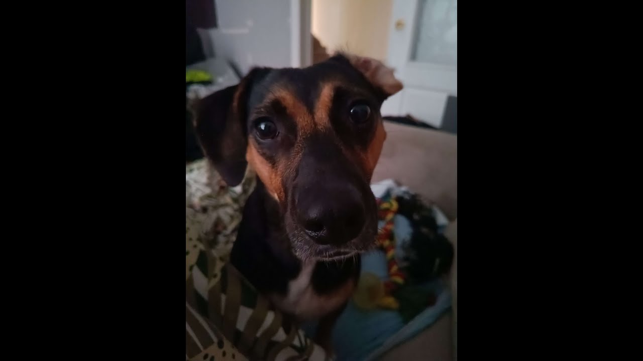 wez ty lebku 🙉 | MajesticRP