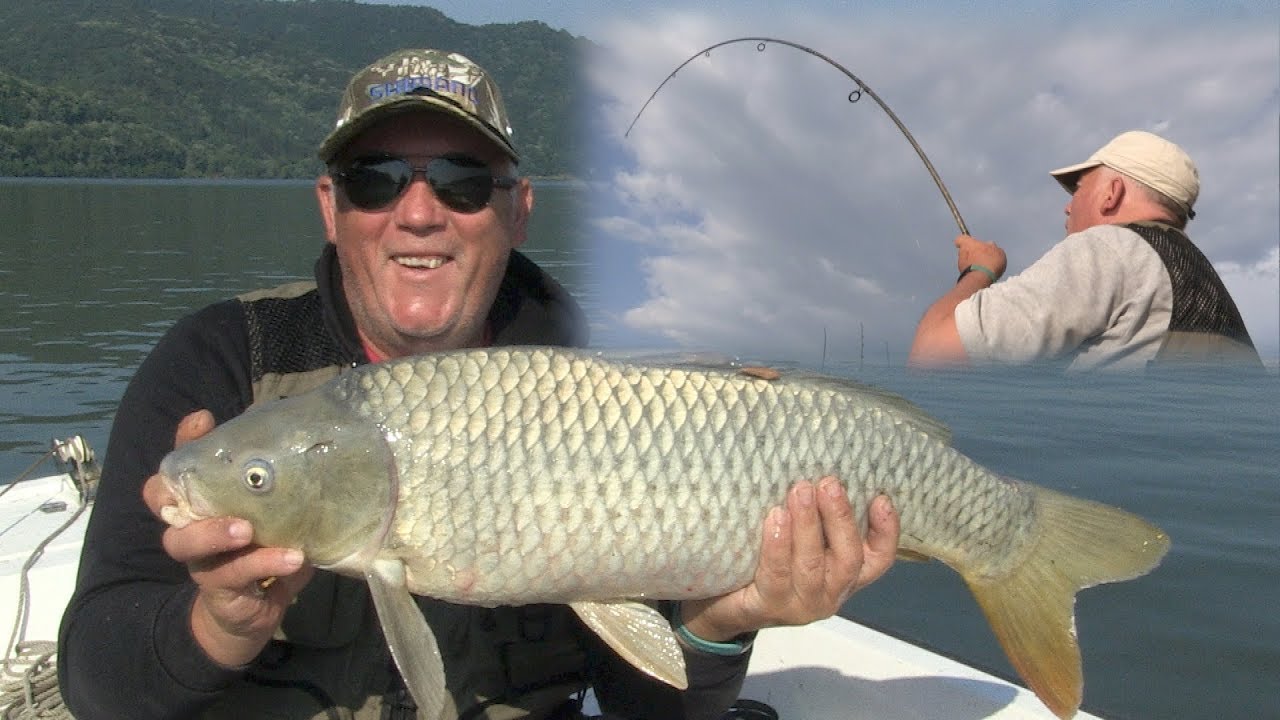 Pecanje šarana na Dunavu | Dubinsko pecanje šarana | Fishing carp in river