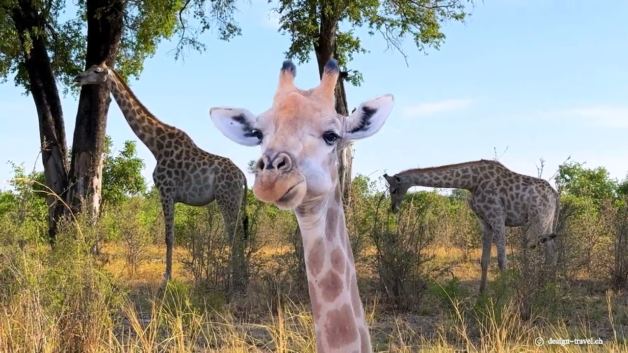 Botswana  Wilderness Vumbura Plains Camp