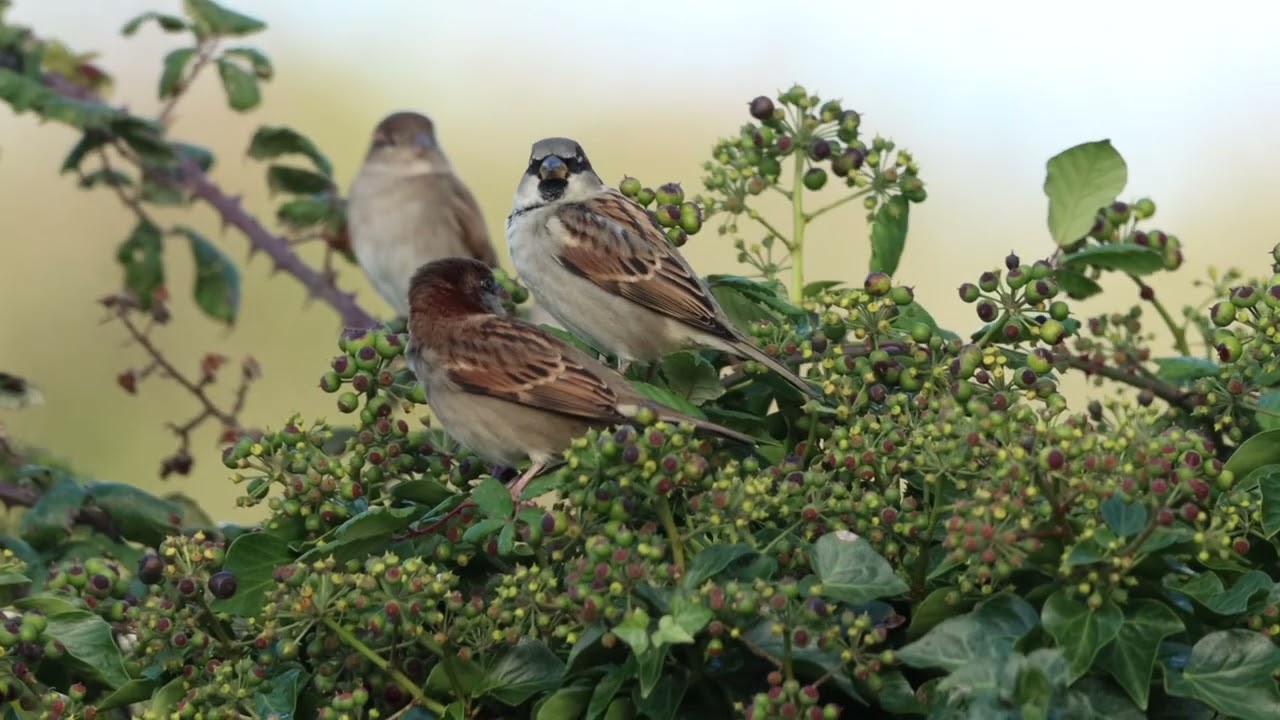 House Sparrows (Passer domesticus) Cornwall, November 2022