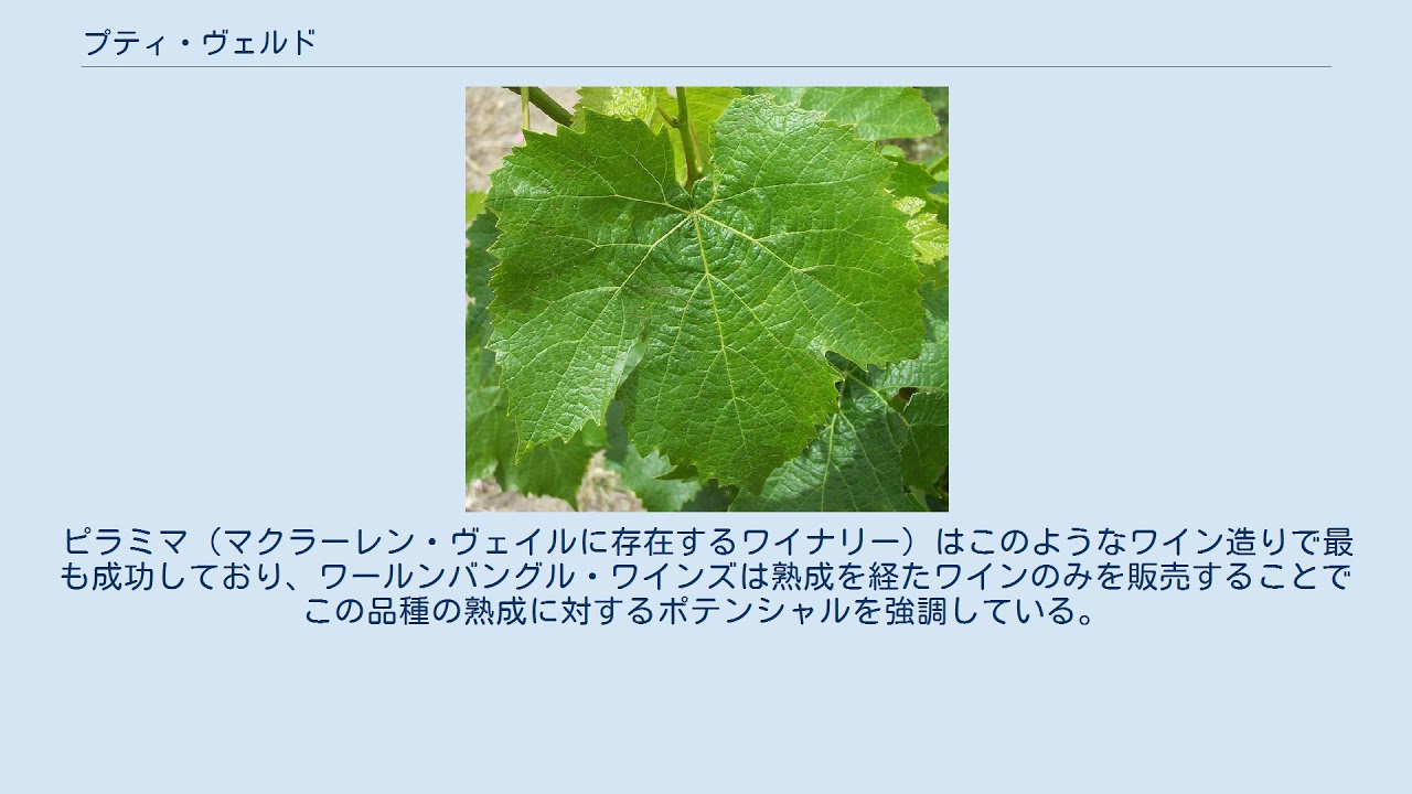 プティ・ヴェルド