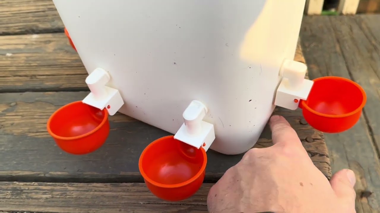 Full Measurements and Actual Water Gallon Test of Mayki Chicken Feeder/Waterer
