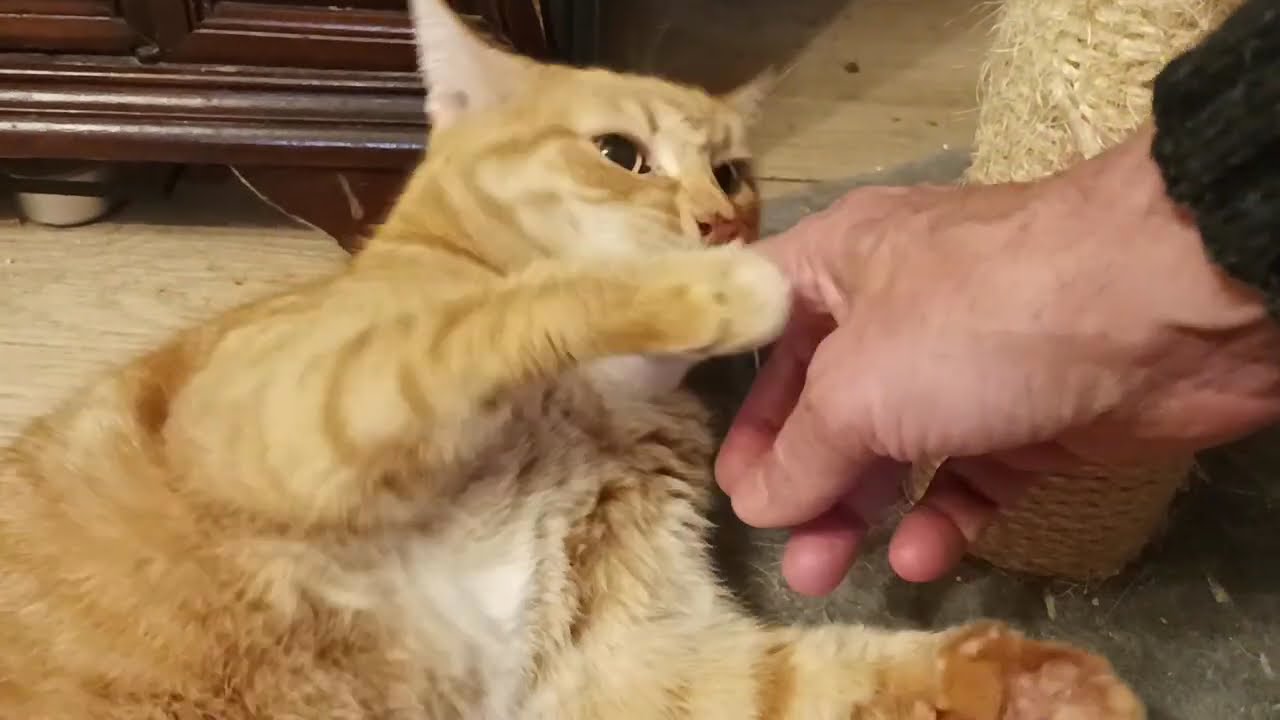 Buon San Valentino A Tutti! #catlove #love #redcat