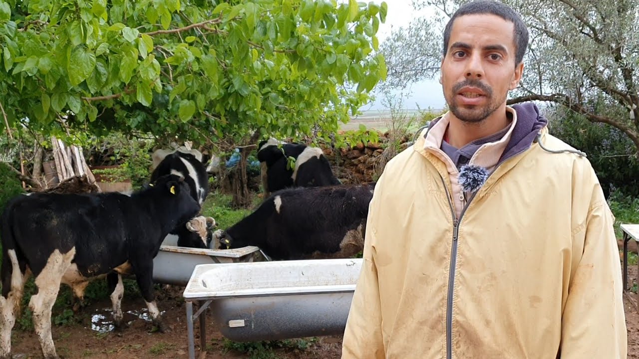 ڤلوك مع راعي البقر بمزرعة لالة حادة🐂علف البقر الحلوب