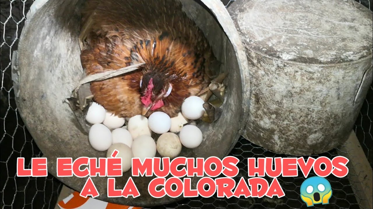 ¿Cuántos HUEVOS podrá CALENTAR una GALLINA ?🤔( ECHÁNDOLE los huevos a mi GALLINA clueca)