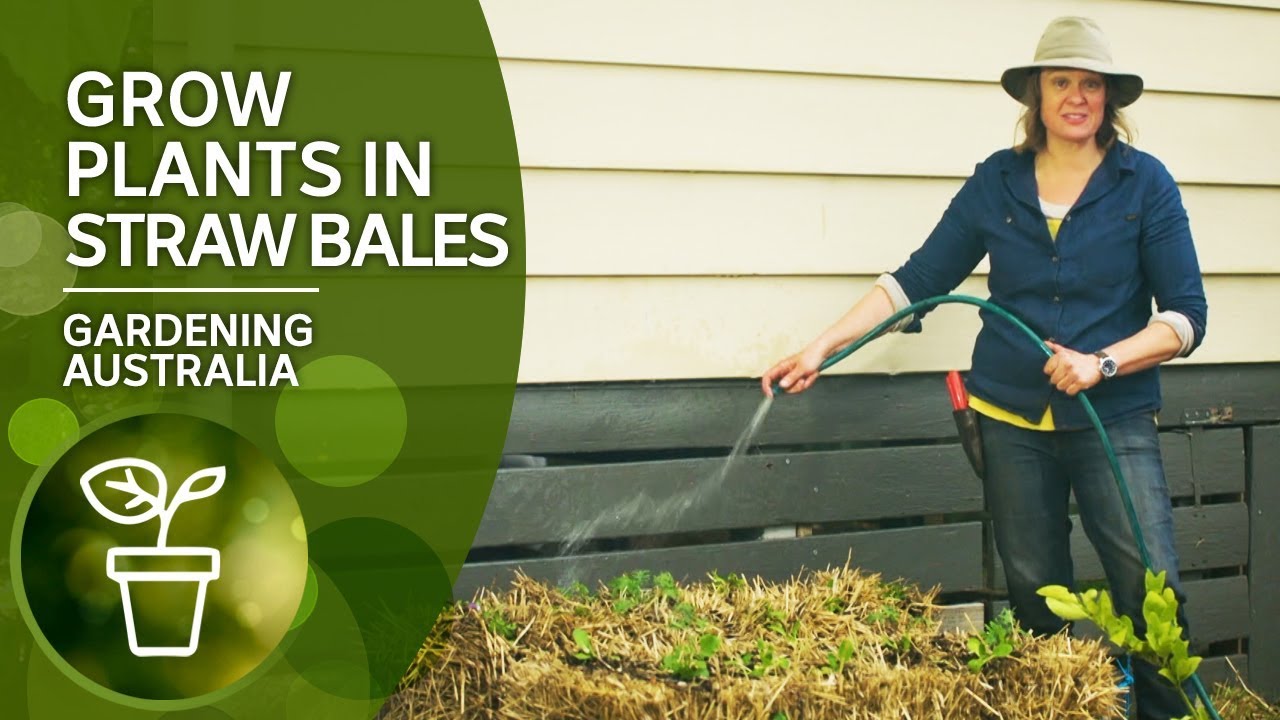 An instant raised bed &mdash; use straw bales to grow plants and vegetables