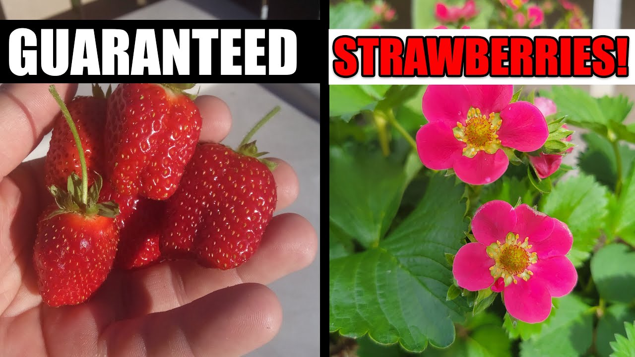 Get More Strawberries! - Garden Quickie Episode 71