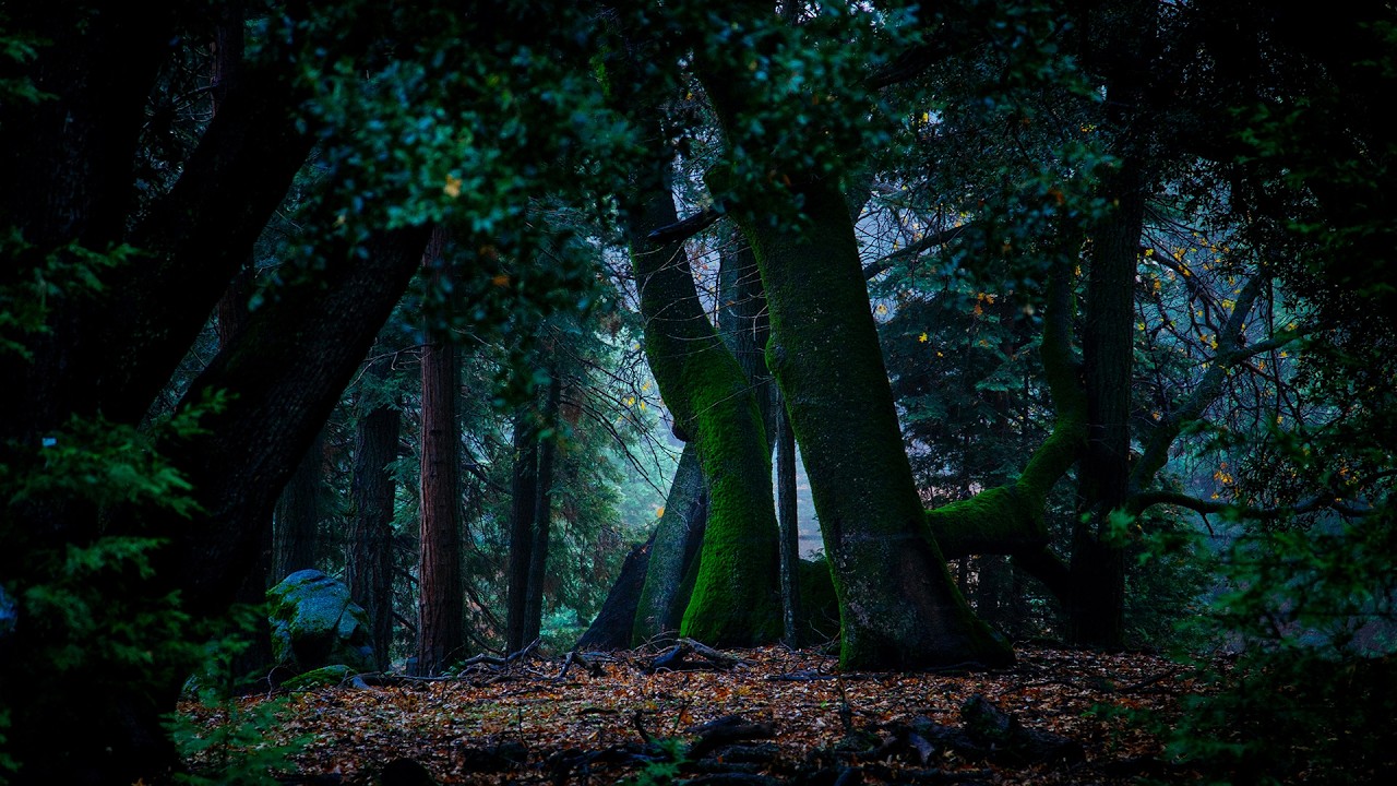 The Ambientalist - Emerald Forest
