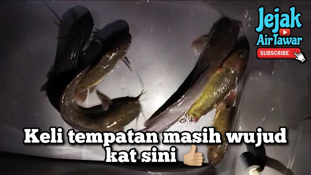 Kenali ciri² keli kayu (tempatan)