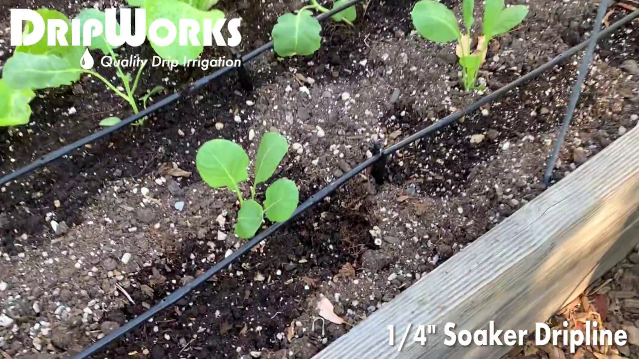 Soaker Dripline-Product in Action