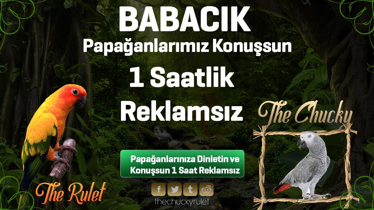 BABACIK PAPAĞANLAR İÇİN SES KAYDI 1 SAAT | MUHABBET KUŞU EĞİTİMİ