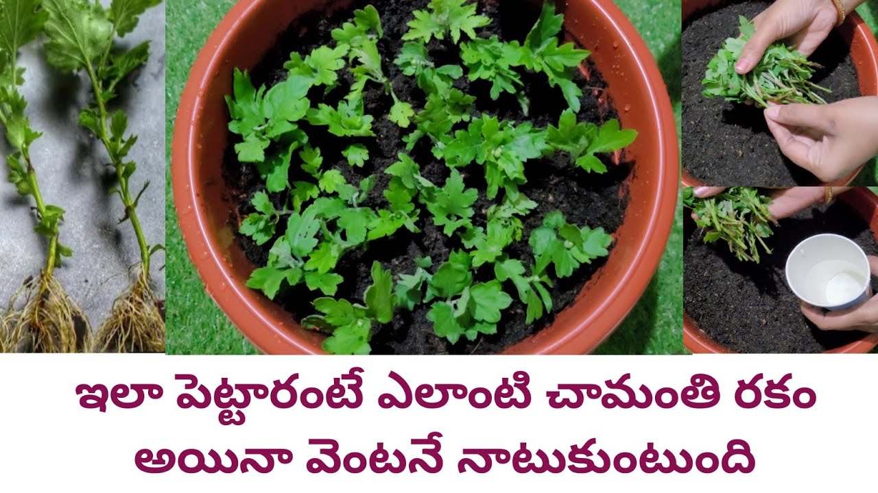 grow chrysanthemum from cuttings | easy way to propagate chrysanthemum | chamanthi stem cuttings