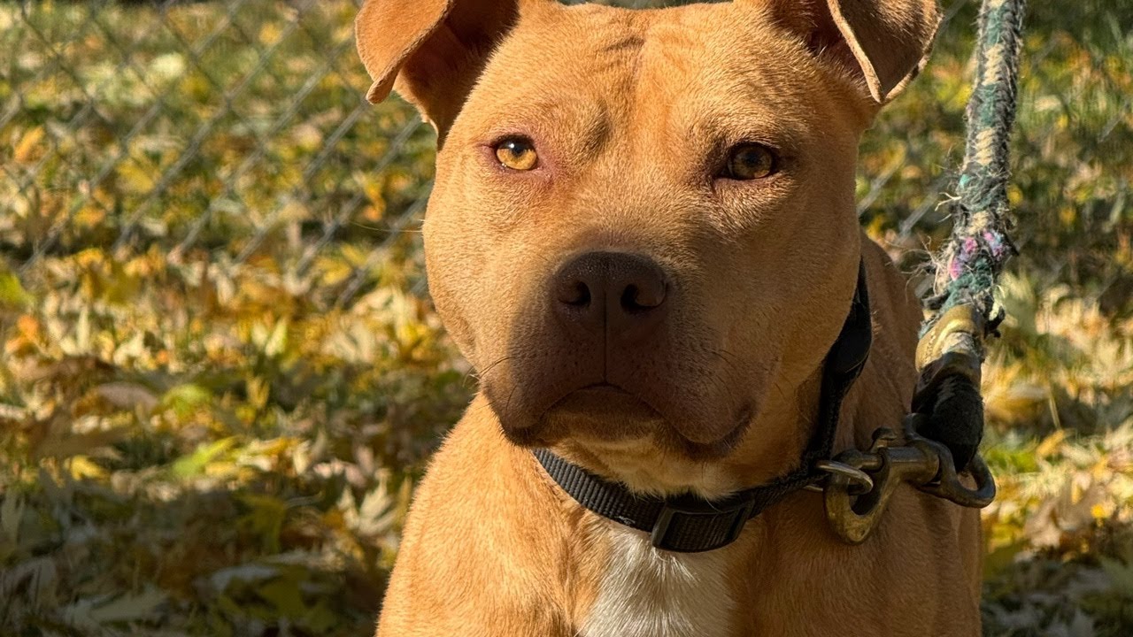 walking & working dog #pitbullpuppies #pitbullconditioning
