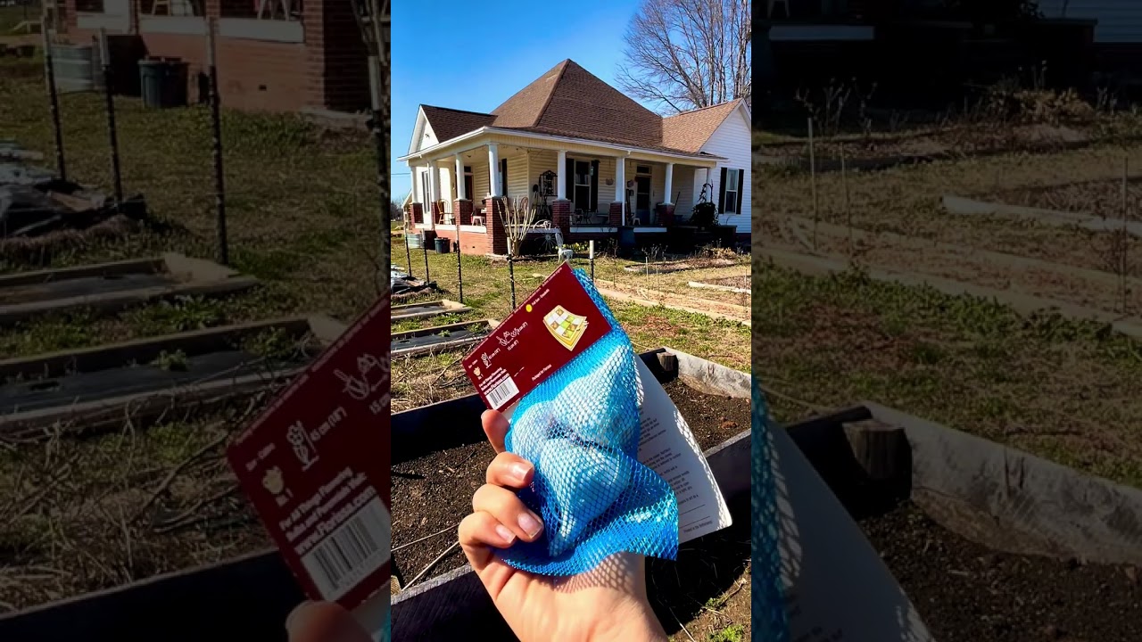 Planting Onion and Garlic in zone 8a 