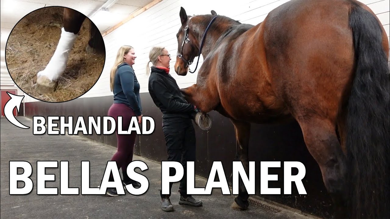 SAMUEL RIDER & BELLA HOS VETERINÄREN - Stallvlogg