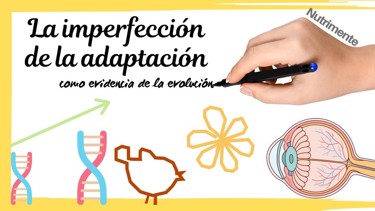 La Imperfección de la Adaptación [Evidencia 5 de la EVOLUCIÓN]