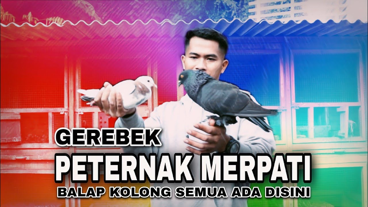 Gerebek Merpati belantong Jembros ekor putih milik bpk bolang