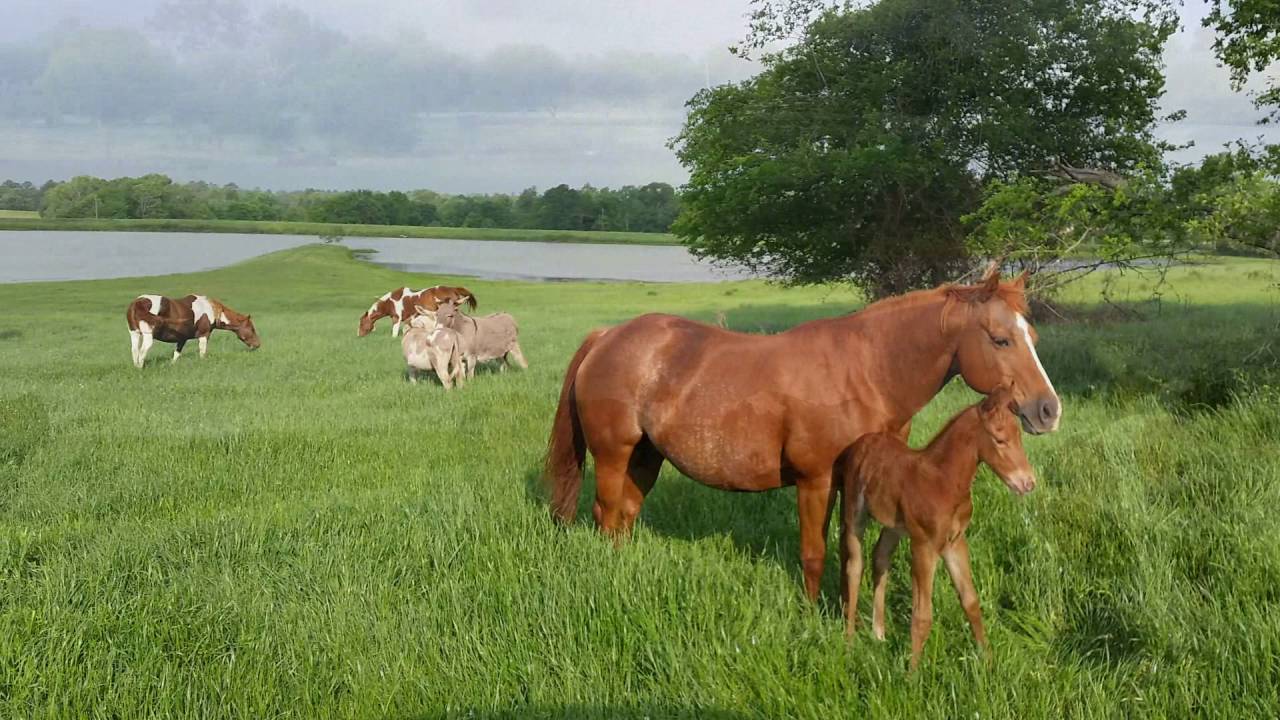 Moore Ranch / 6J Paint Horses - FOR SALE
