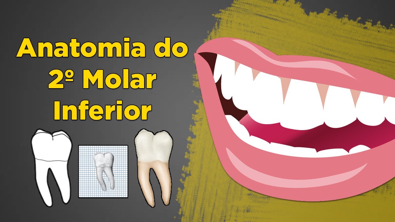 Segundo Molar Inferior Anatomia - Resumo de Anatomia Dental - Dente 37 e 47