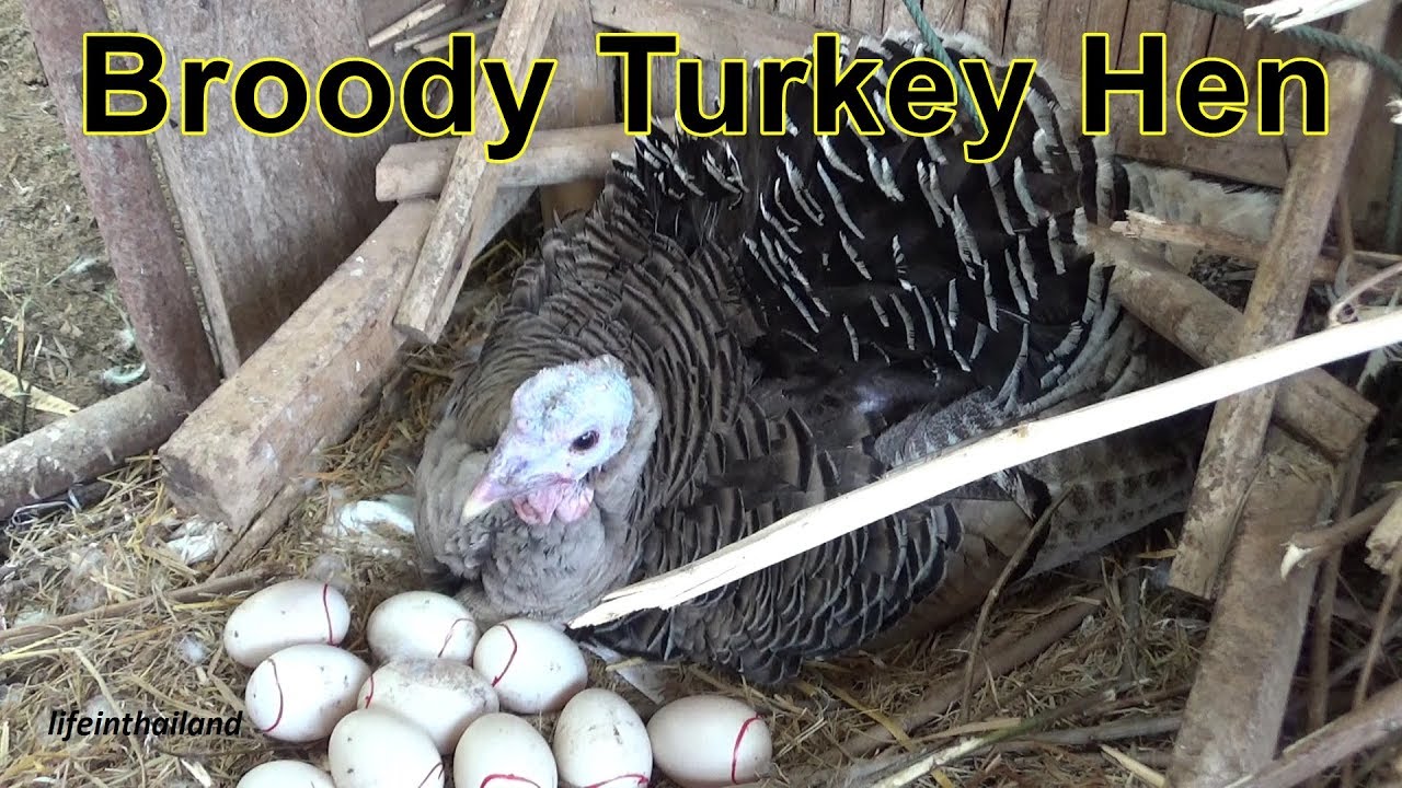 Giving ducks eggs to a broody turkey, Hatching duck eggs.