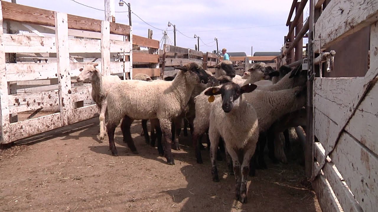 How To Handle Sheep -- Part 1 -- General Principles for Handling Sheep