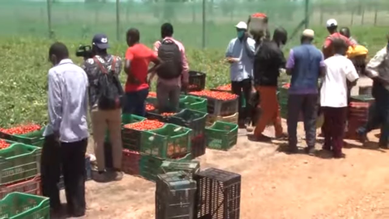 Agriculture: Quality Fruits Senegal le projet qui fait le bonheur des Agriculteurs de Mont Rolland