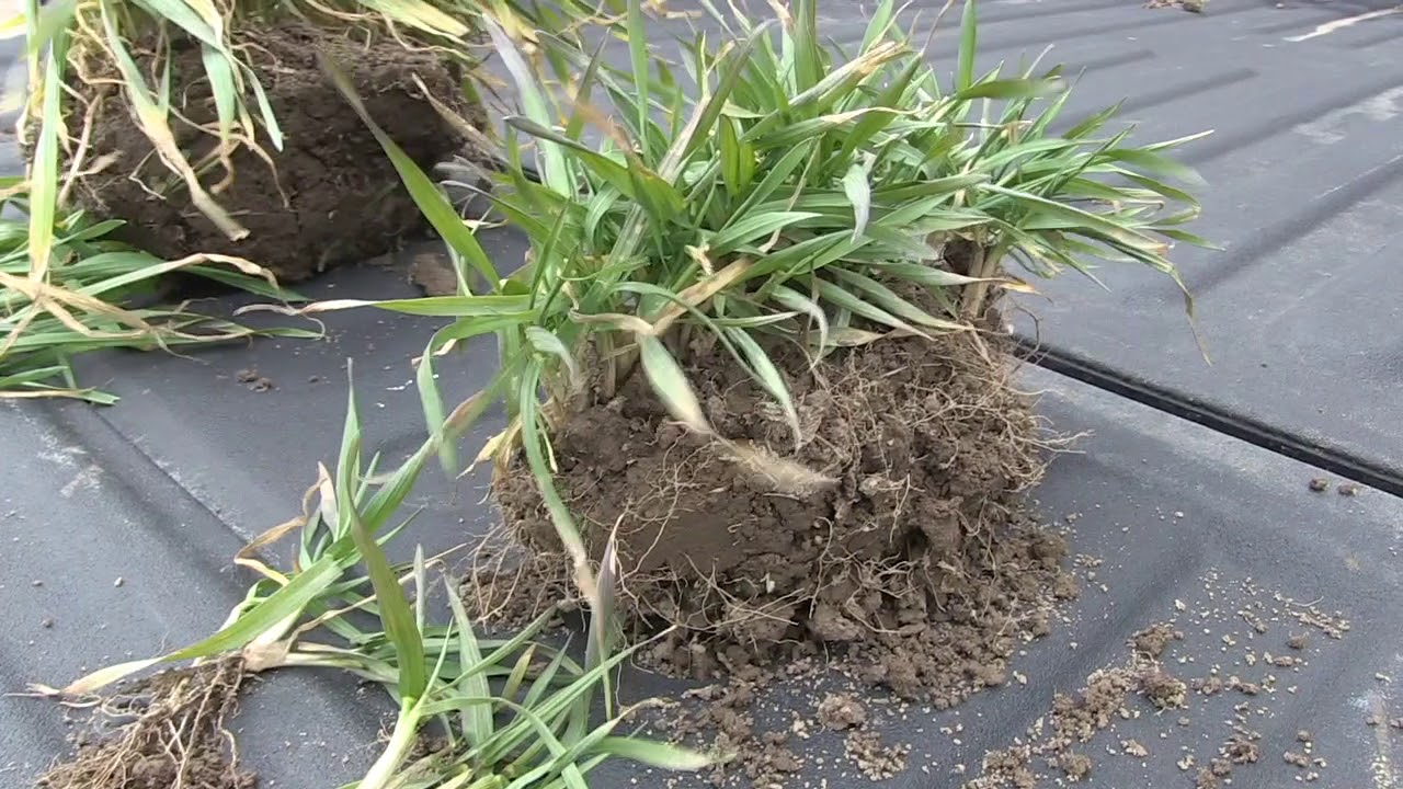 Wheat School: Winter wheat nitrogen strategy