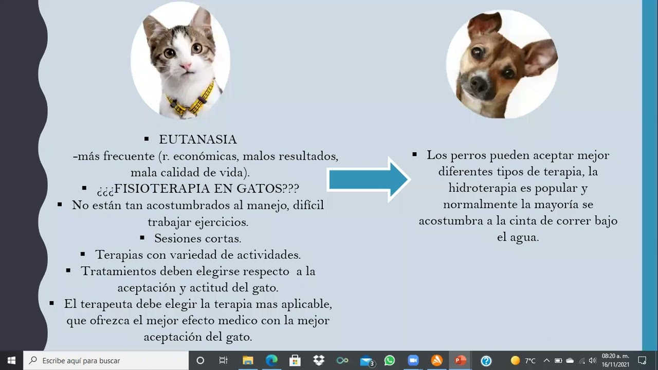 FISIOTERAPIA EN GATOS
