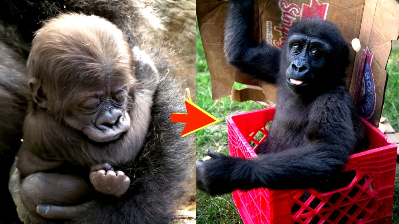 Meet Jamani: Rising from a Legacy, Shining in Her Own Light!