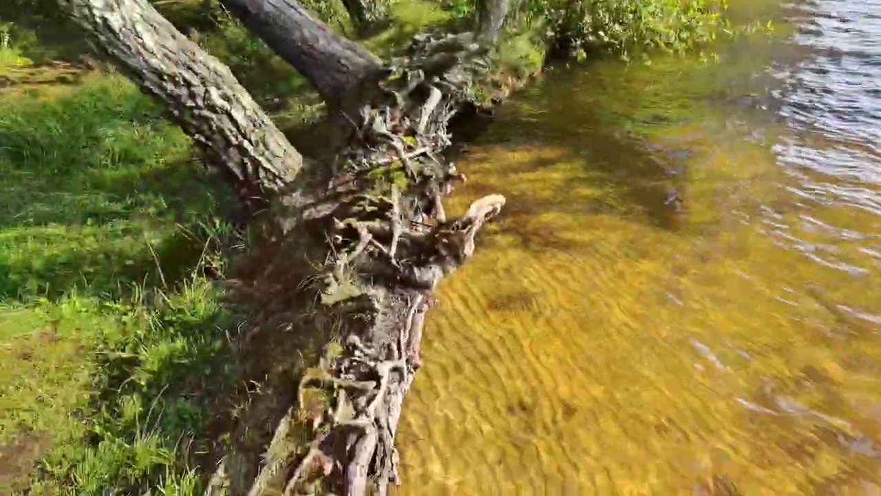 A Summer to Remember: Peaceful Forest Walk