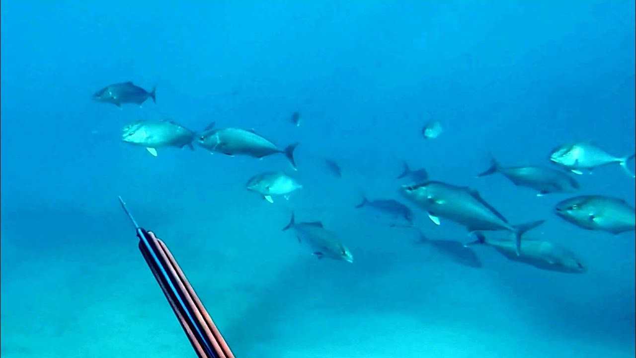 Chasse sous marine côte d'azur juillet août 2018