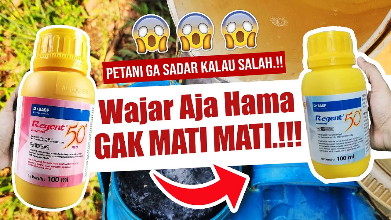 😱 INI NIH BIANG KEROKNYA.❗❗❗ ASAL PAKAI TERNYATA SALAH | Insektisida / Pestisida Pengendali Hama
