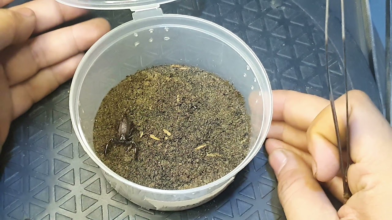 New scorpion again?? Heterometrus laoticus -  Heterometrus laevegatus - Gigantometrus swammerdami