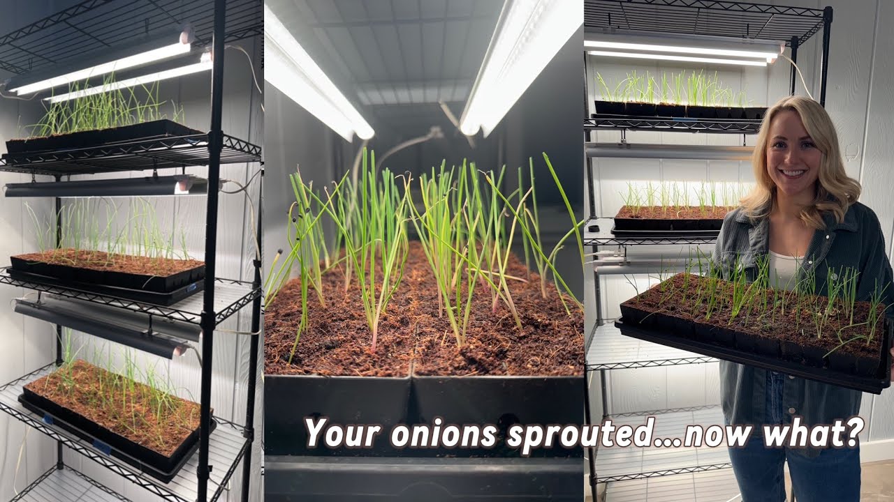 How to Care for Onion Seedlings - Trimming, Watering, Fertilizing & More!