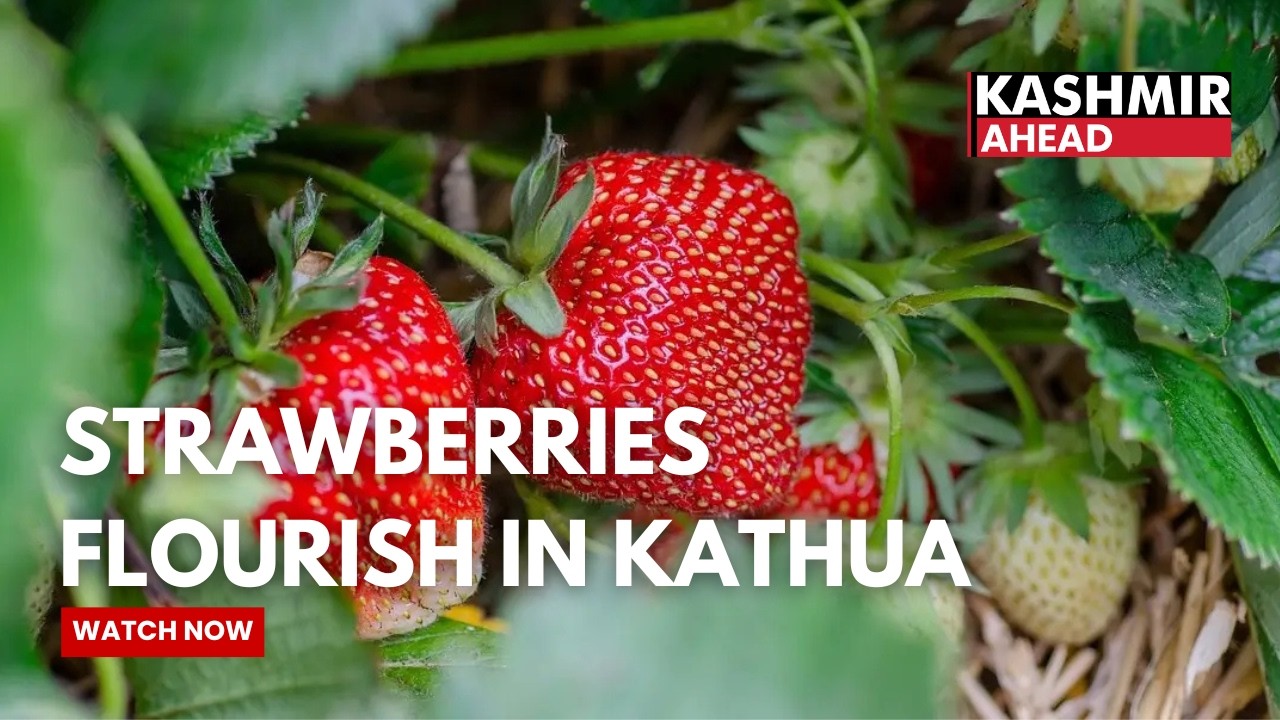 J&K: Kathua Farmer Expands Strawberry Farming to 2.5 Acres, Sells 1 Lakh Packets