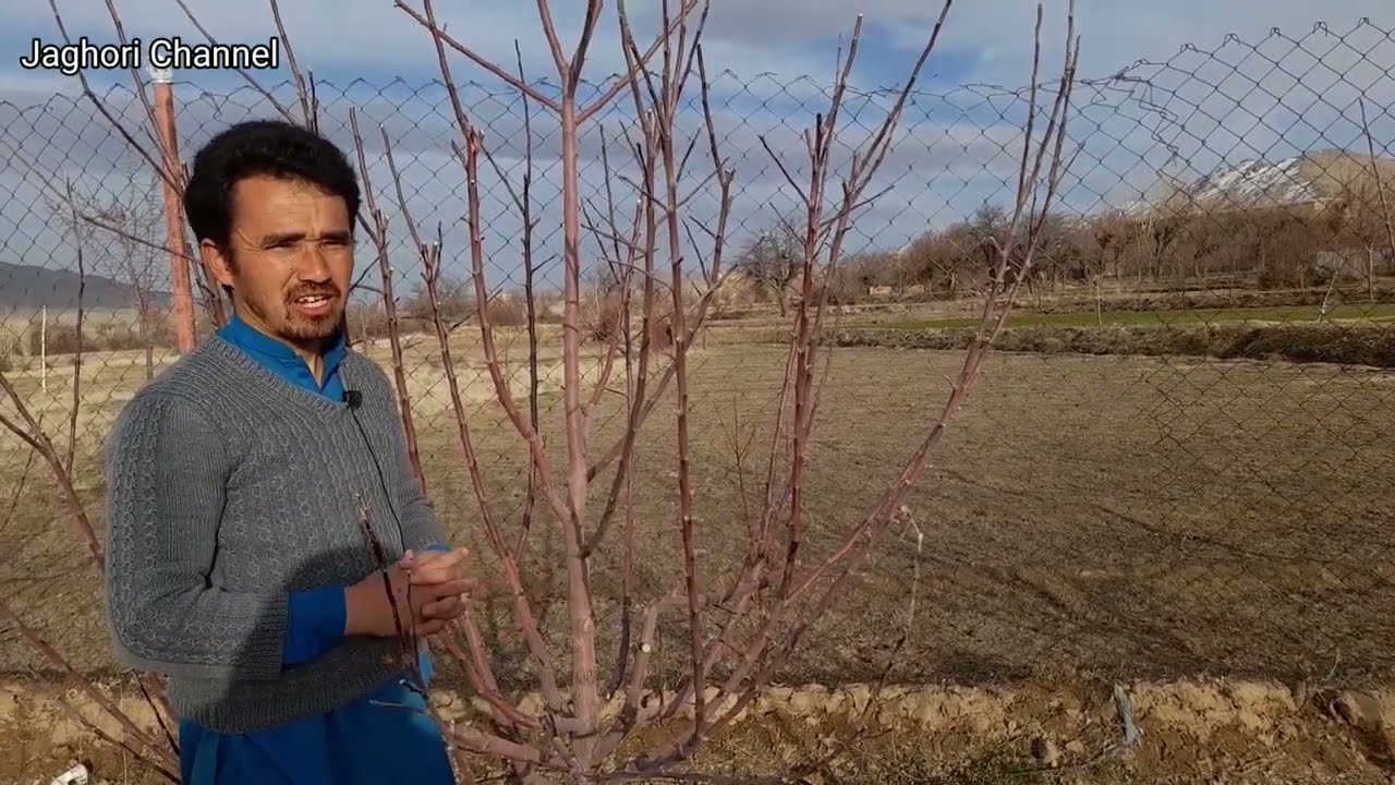 باغداری و شاخه بری درختان سیب در هوای دلنشین جاغوری جان!