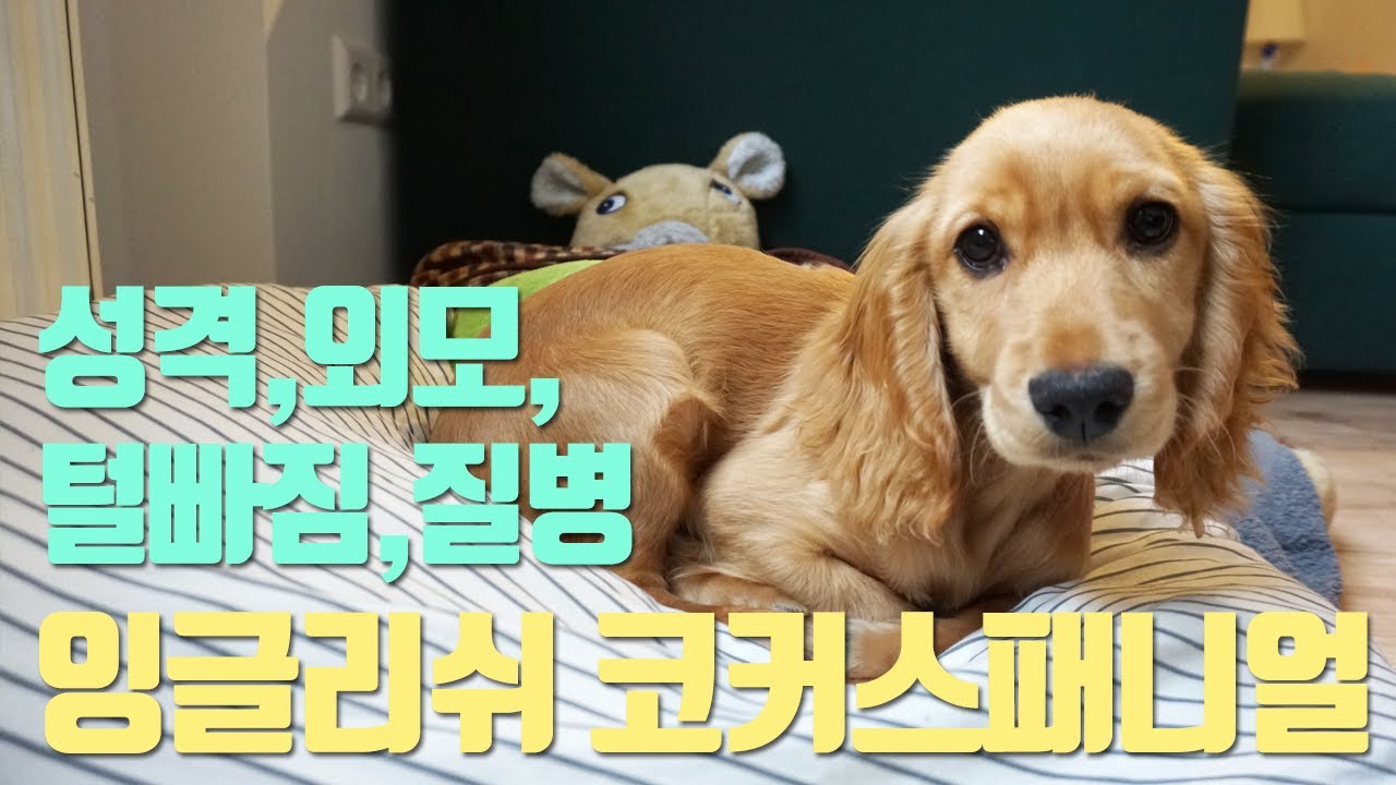 코커스패니얼(잉글리쉬코카스파니엘) 성격/외모/털빠짐/질병/3대 악마견?
