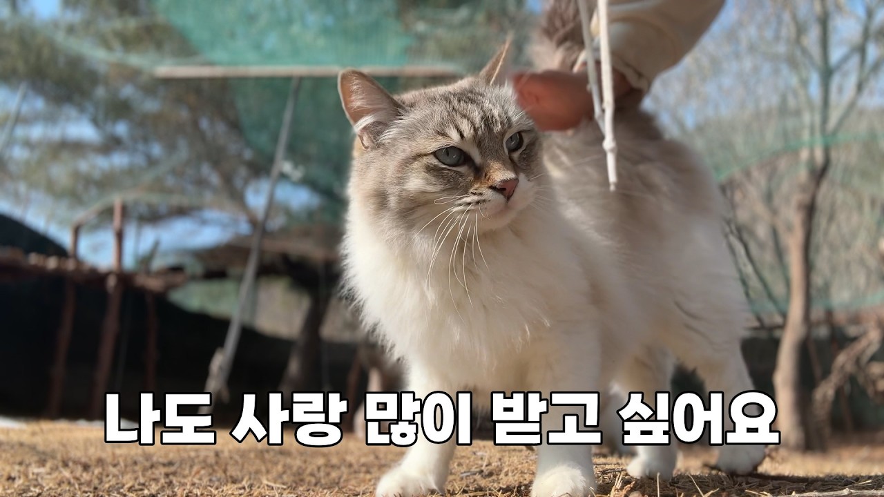 돌아가면서 집사에게 관심을 요구하는 고양이들