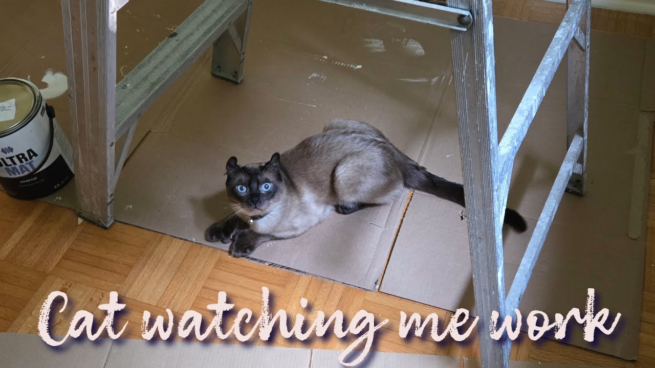 When your coworker is a cat