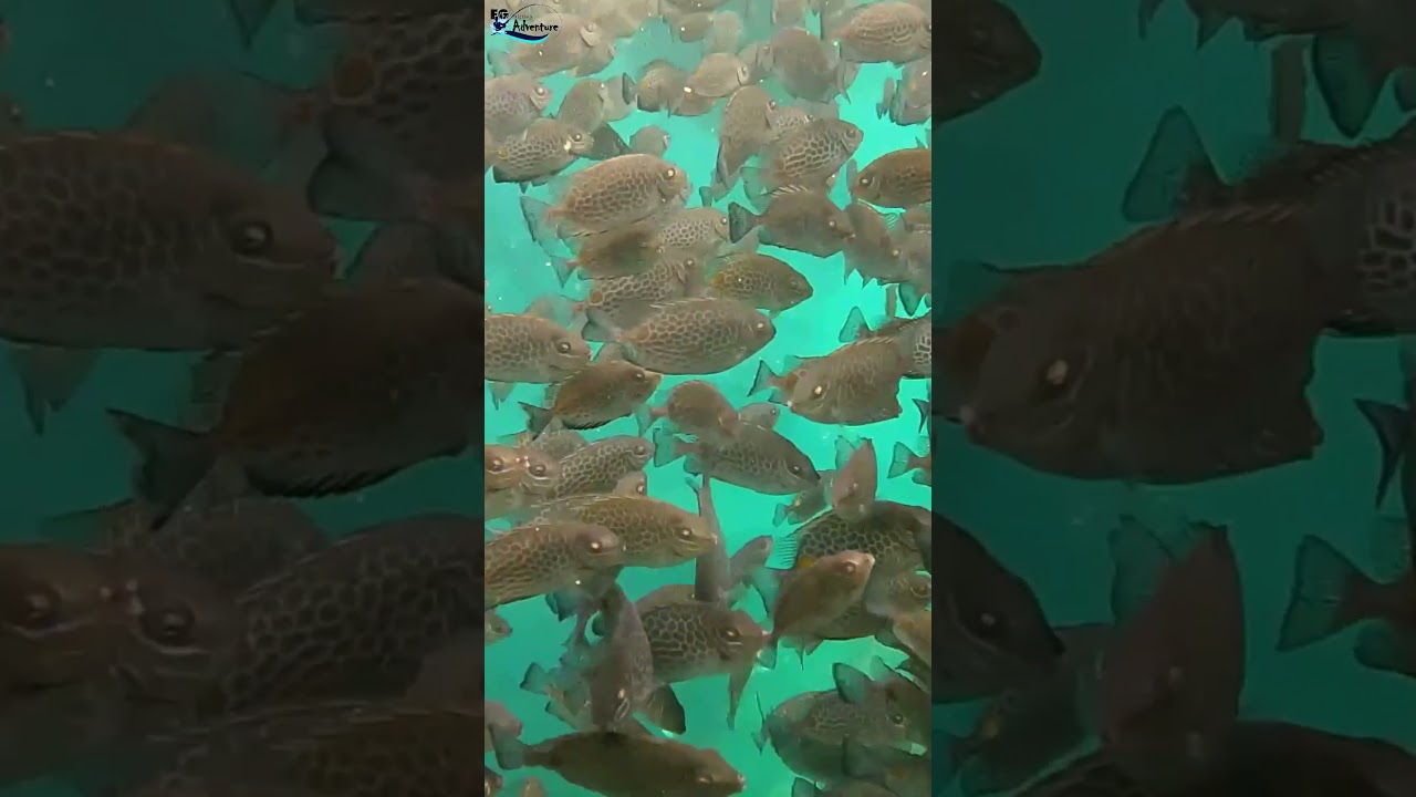 Malaga in Sea Water #fingerlings #malaga #rabbitfish