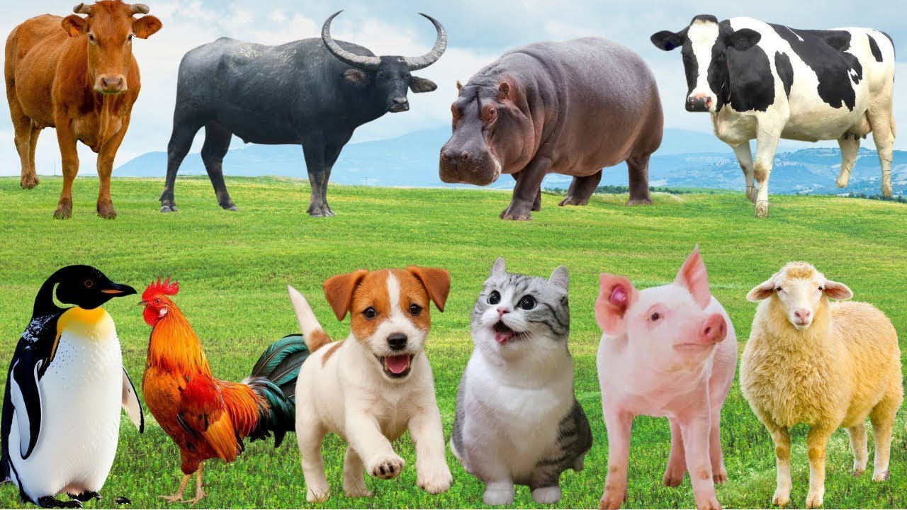 🌿 Nature Suddenly “Speaks” – Chickens, Cows, Dogs & Cats Come Together as a Countryside Melody 🐓🐮🐶😽