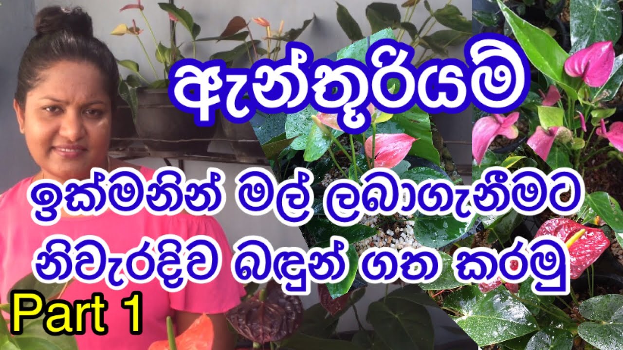 How to grow Anthurium/#Anthurium wagawaඉක්මනින් මල් ලබාගැනීමට ඇන්තූරියම් පැල නිවැරදිව බදුන් ගත කරමු.