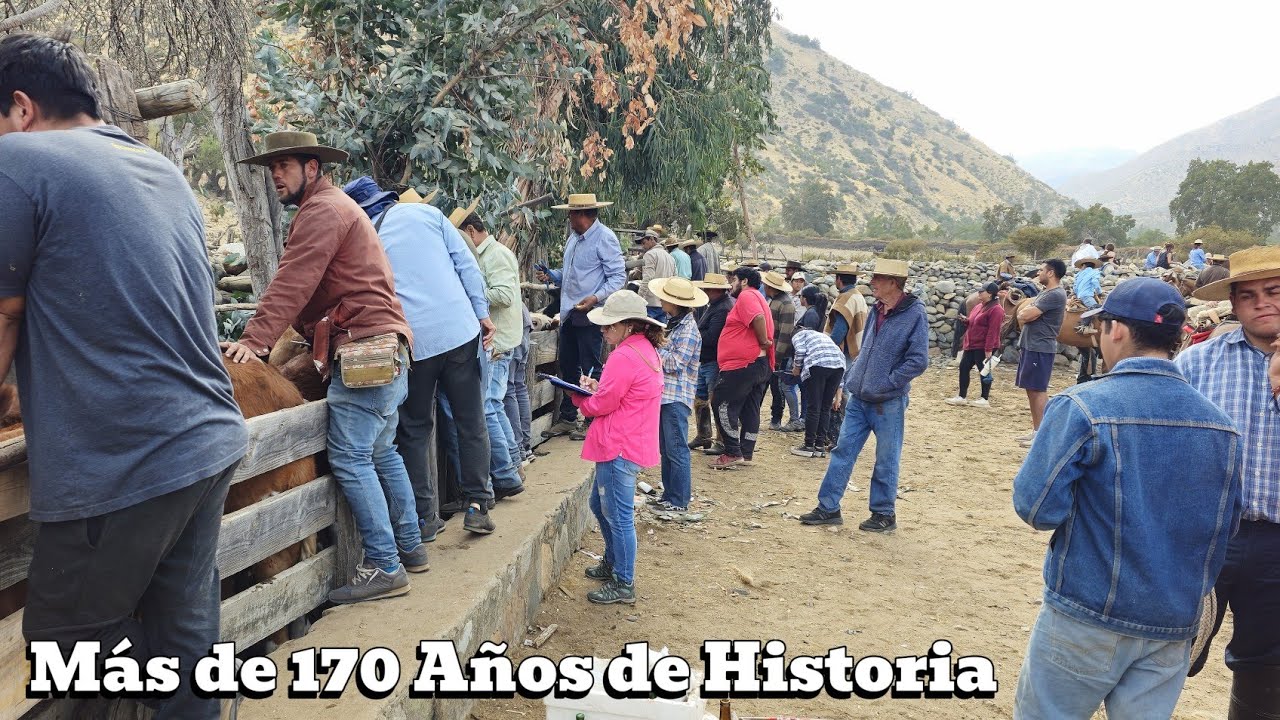 Rodeo de la Arena Capítulo 13 Rodeo la Arena como es vivir una tradicion de más de 180 años de Histo