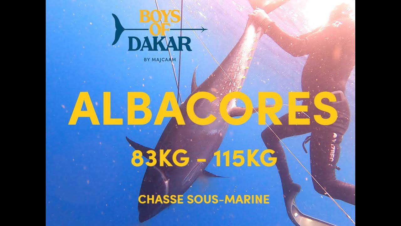 🥇🏆CHASSE SOUS MARINE -THONS JAUNES-ALBACORES-YELLOFIN - 83KG  115KG MAJCAAM - BOYS OF DAKAR - Ep.176