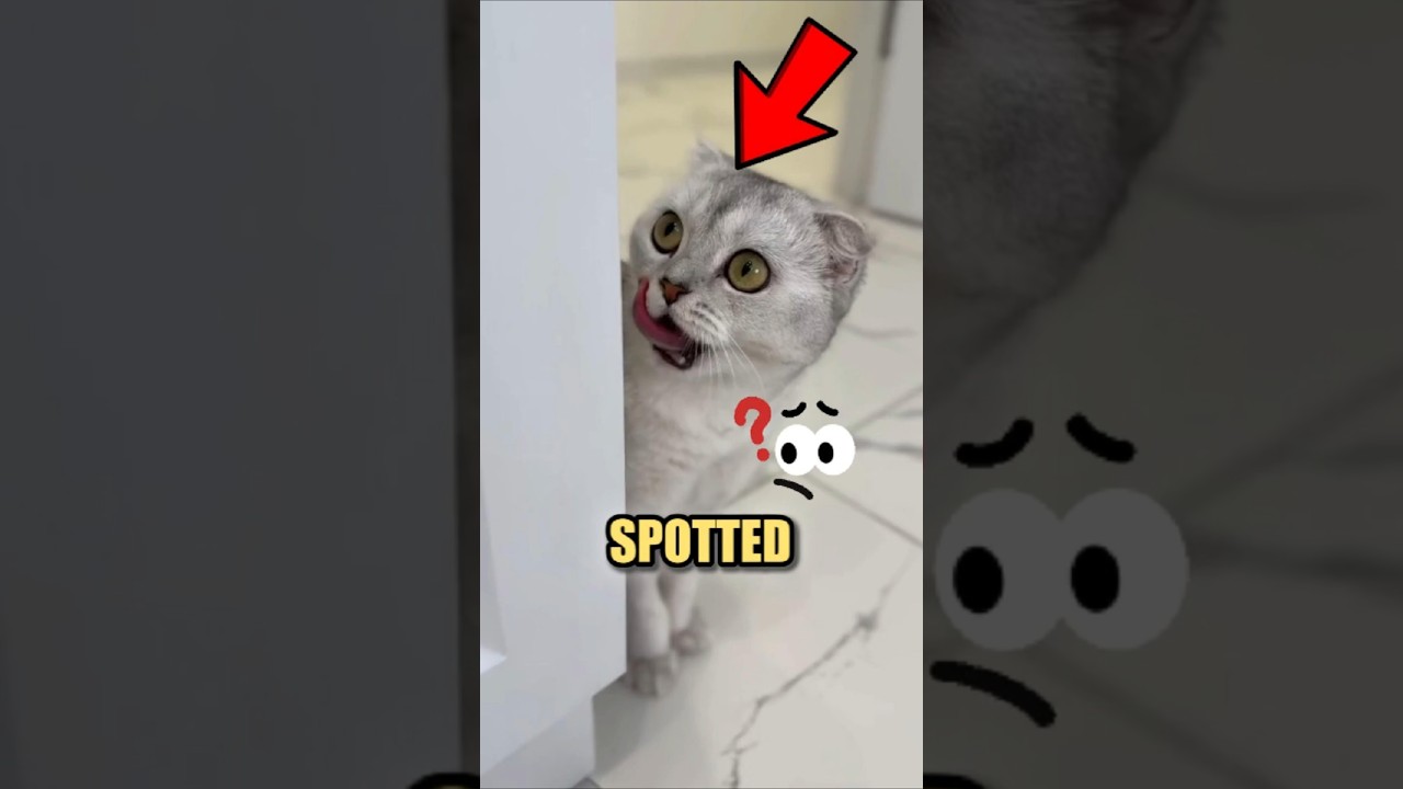 🐱🎬 Cat&rsquo;s Mission Impawsible Heist Ends in FAIL 😂🥫
